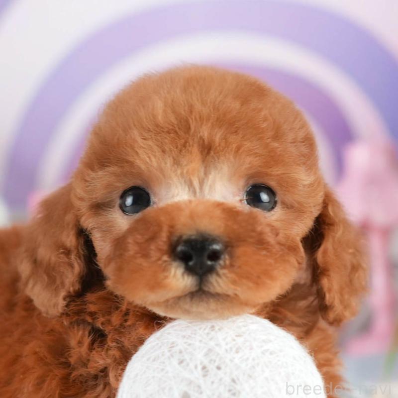 販売中の茨城県のタイニープードル-451161の8枚目