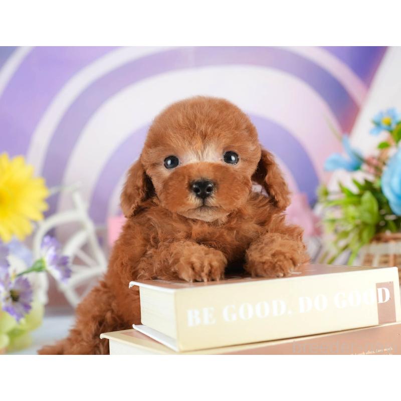 販売中の茨城県のタイニープードル-451161の7枚目