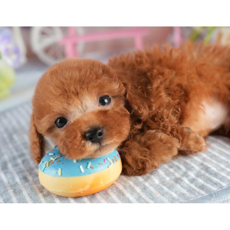 販売中の茨城県のタイニープードル-451161の6枚目