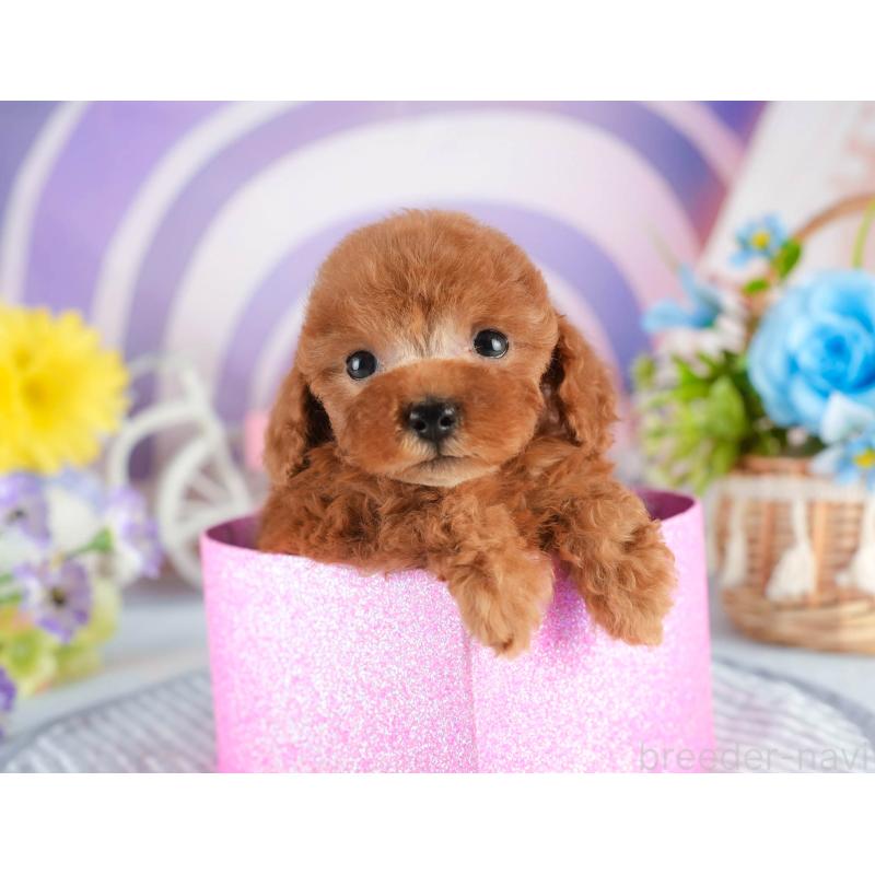 販売中の茨城県のタイニープードル-451161の5枚目