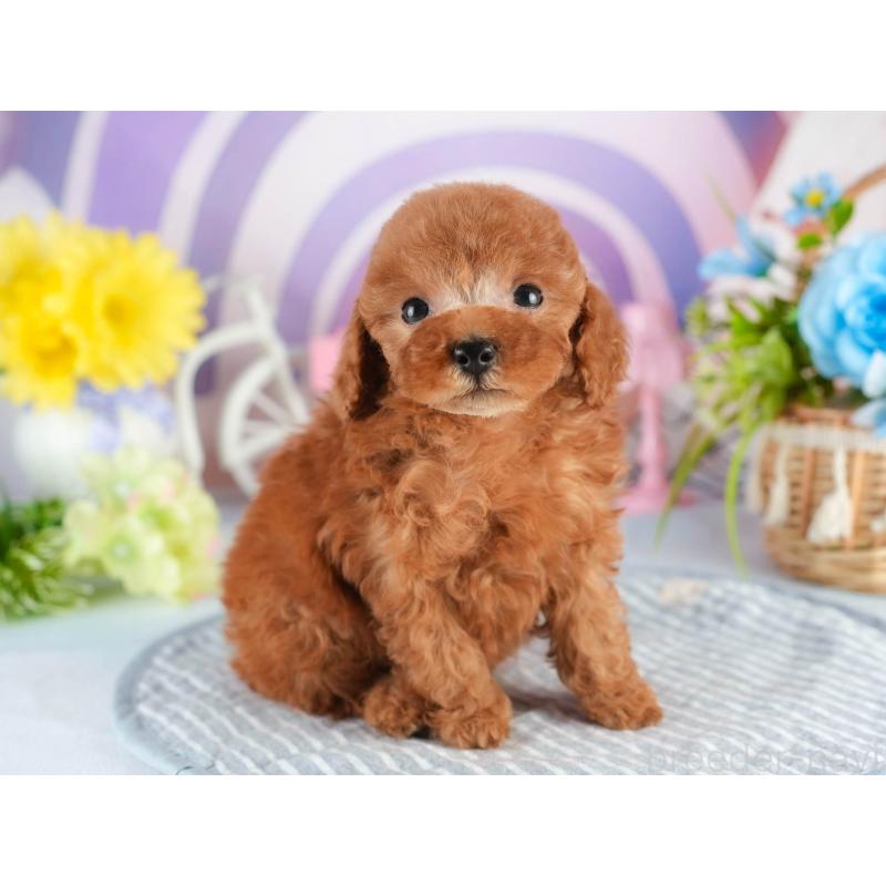 販売中の茨城県のタイニープードル-451161の4枚目