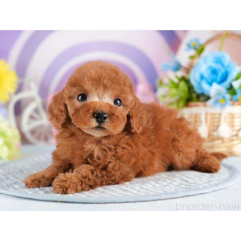 販売中の茨城県のタイニープードル-451161の3枚目