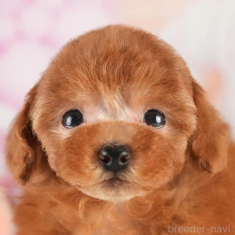 販売中の茨城県のタイニープードル-451160