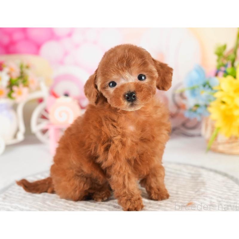 販売中の茨城県のタイニープードル-451160の7枚目