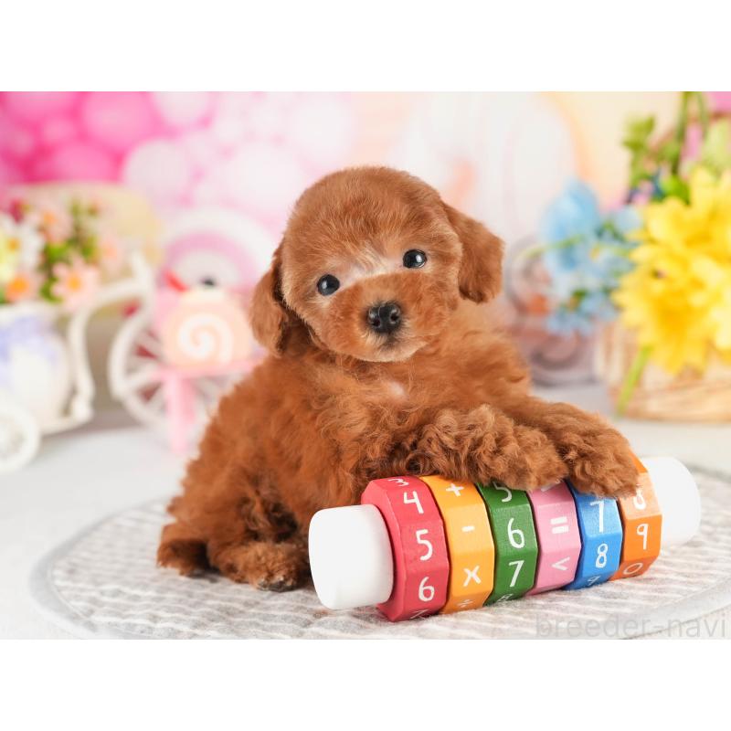 販売中の茨城県のタイニープードル-451160の6枚目