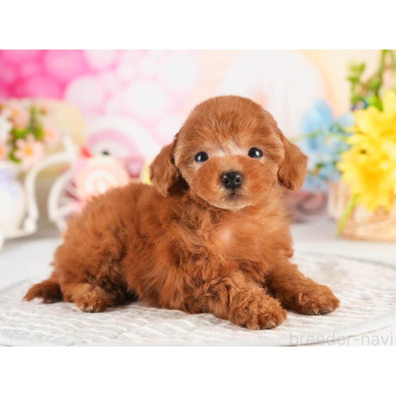 販売中の茨城県のタイニープードル-451160の5枚目