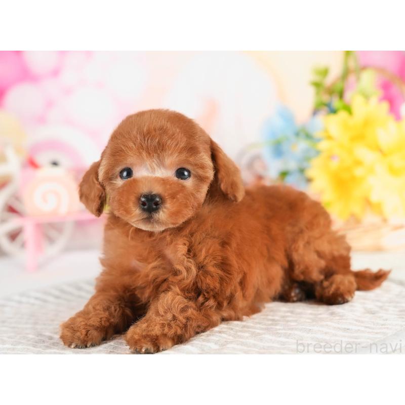 販売中の茨城県のタイニープードル-451160の4枚目