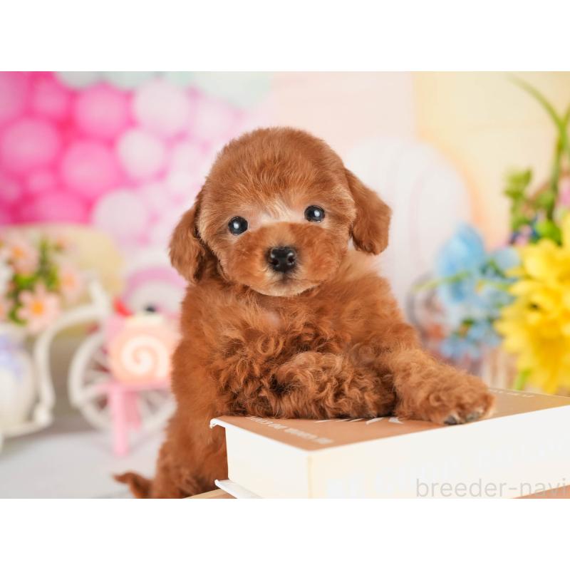 販売中の茨城県のタイニープードル-451160の3枚目