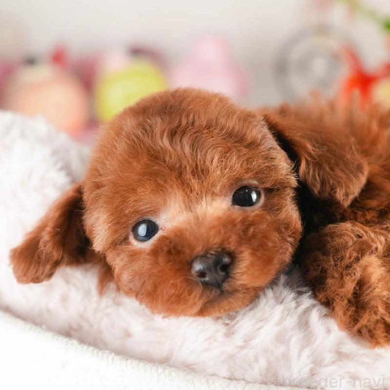 販売中の茨城県のタイニープードル-451158