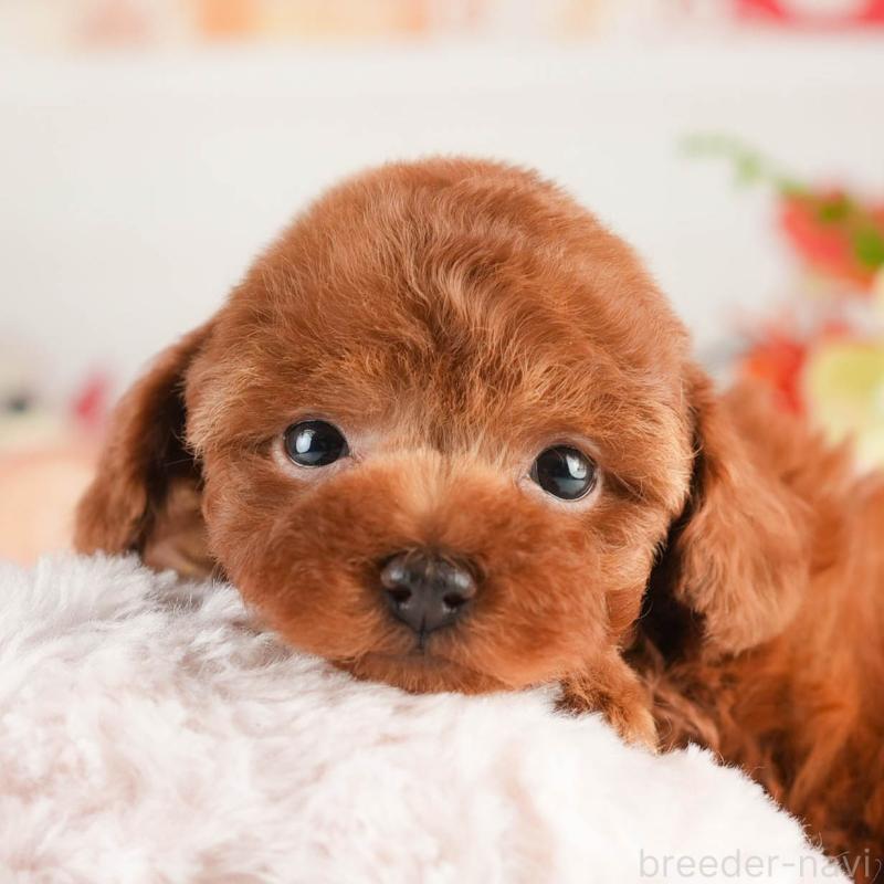 販売中の茨城県のタイニープードル-451158の8枚目