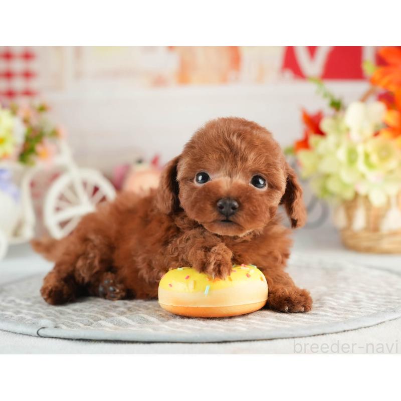 販売中の茨城県のタイニープードル-451158の7枚目