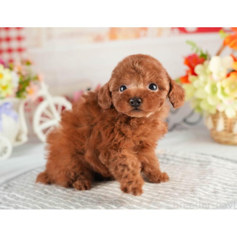 販売中の茨城県のタイニープードル-451158の6枚目