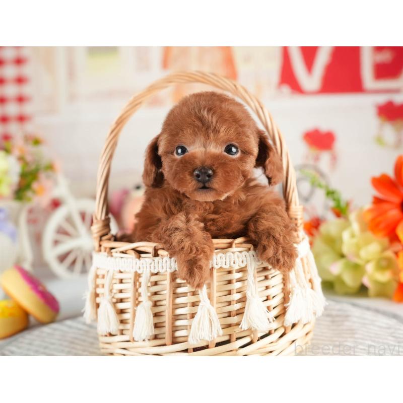 販売中の茨城県のタイニープードル-451158の5枚目