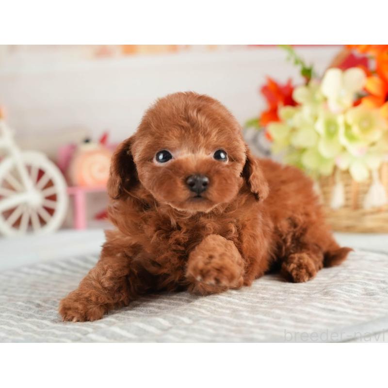 販売中の茨城県のタイニープードル-451158の3枚目