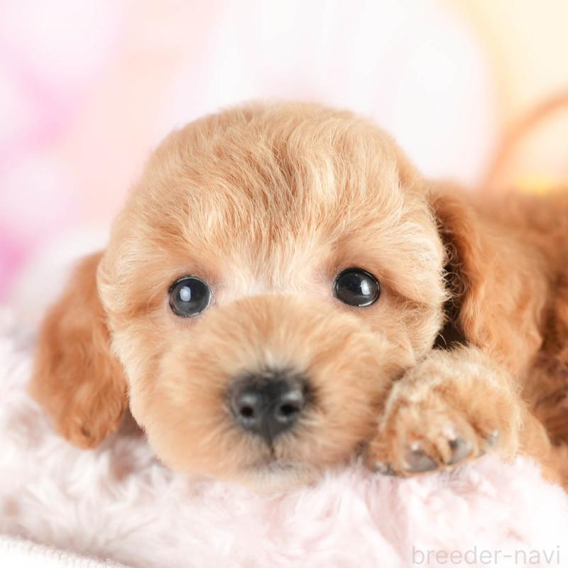 販売中の茨城県のトイプードル-451148の1枚目