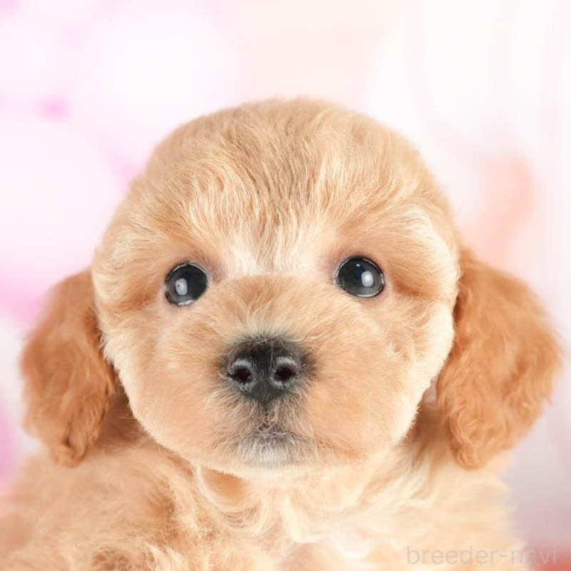 販売中の茨城県のトイプードル-451148の8枚目