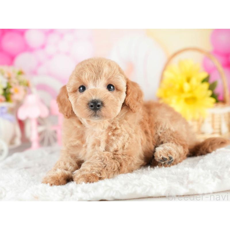 販売中の茨城県のトイプードル-451148の7枚目