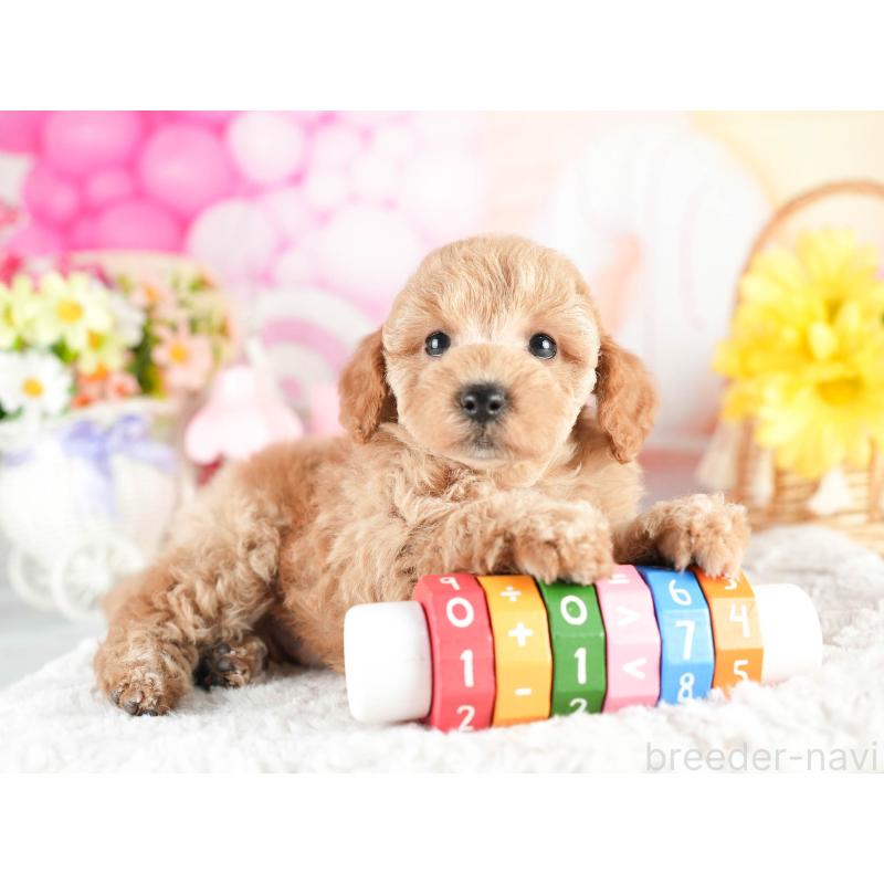 販売中の茨城県のトイプードル-451148の6枚目