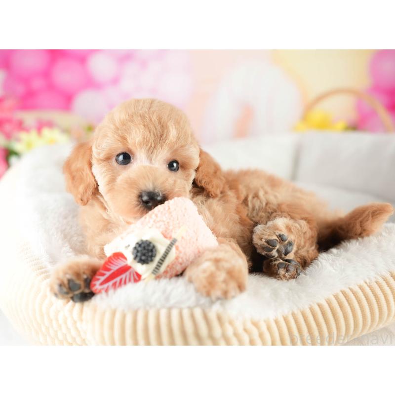 販売中の茨城県のトイプードル-451148の5枚目