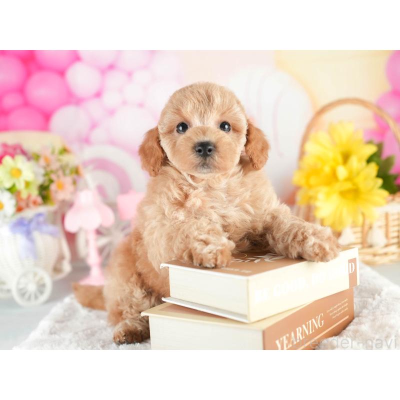 販売中の茨城県のトイプードル-451148の4枚目