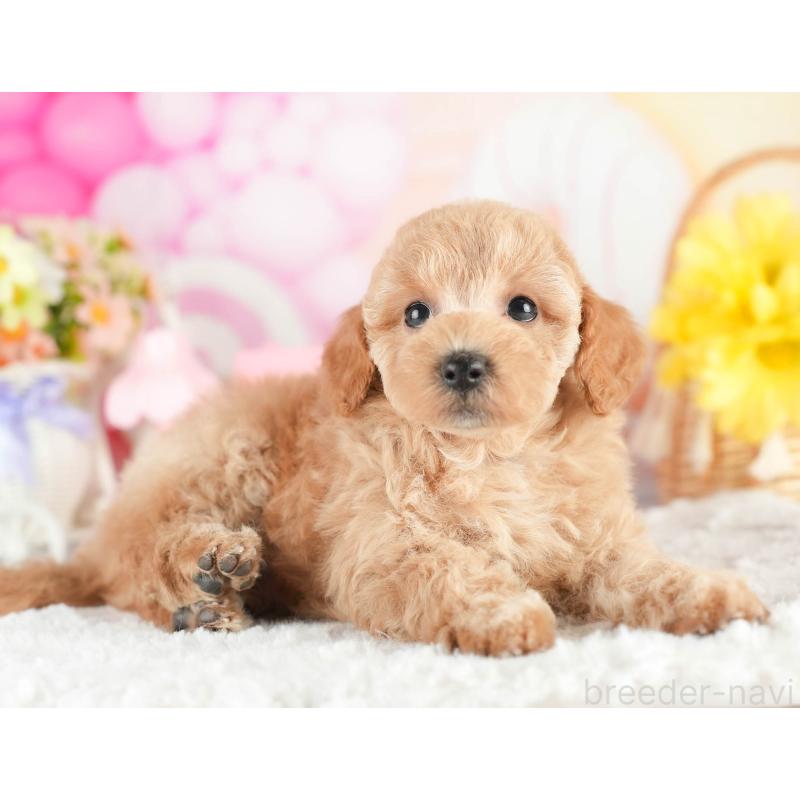 販売中の茨城県のトイプードル-451148の3枚目