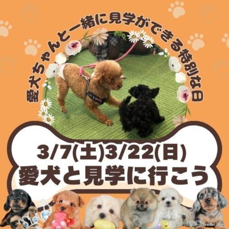 販売中の茨城県のポメラニアン-451143の14枚目