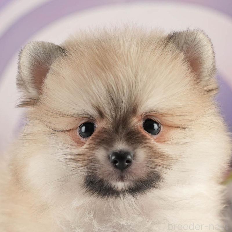 販売中の茨城県のポメラニアン-451143