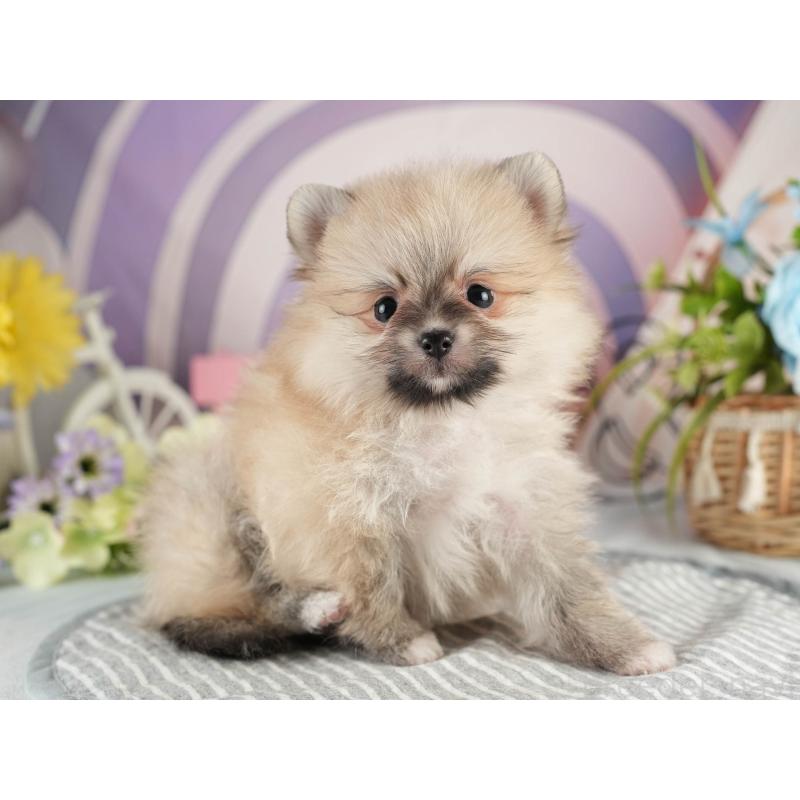 販売中の茨城県のポメラニアン-451143の7枚目