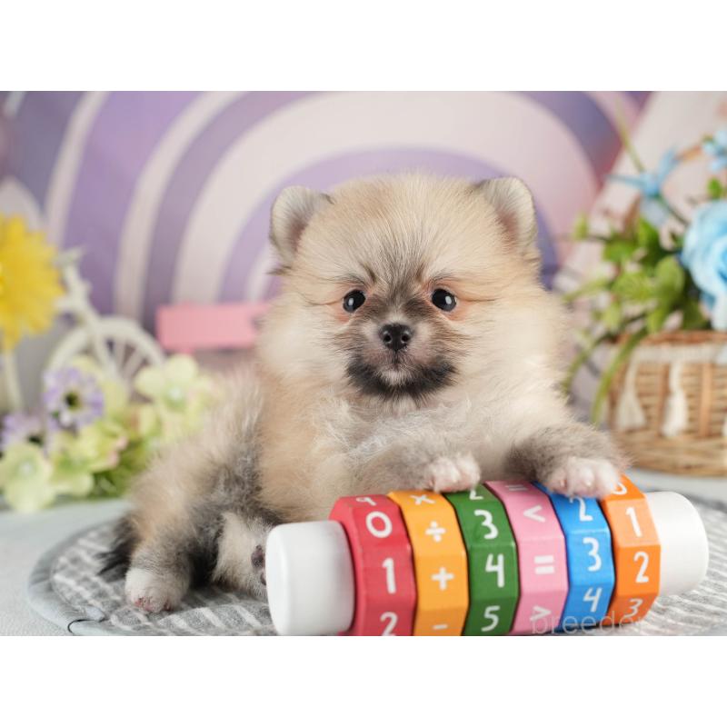 販売中の茨城県のポメラニアン-451143の6枚目