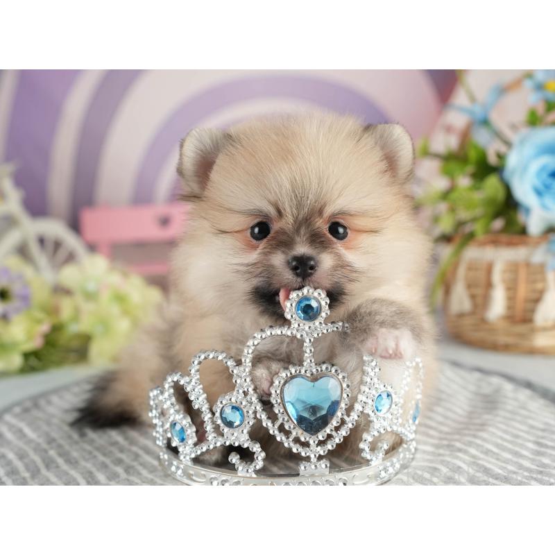 販売中の茨城県のポメラニアン-451143の5枚目