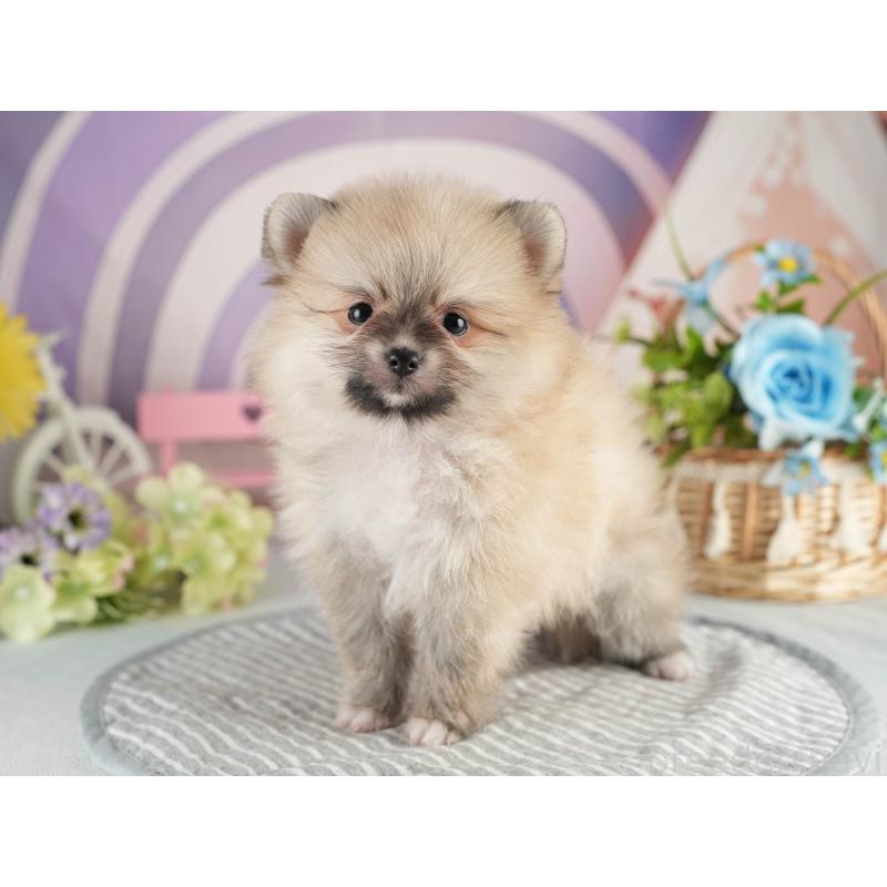 販売中の茨城県のポメラニアン-451143の3枚目