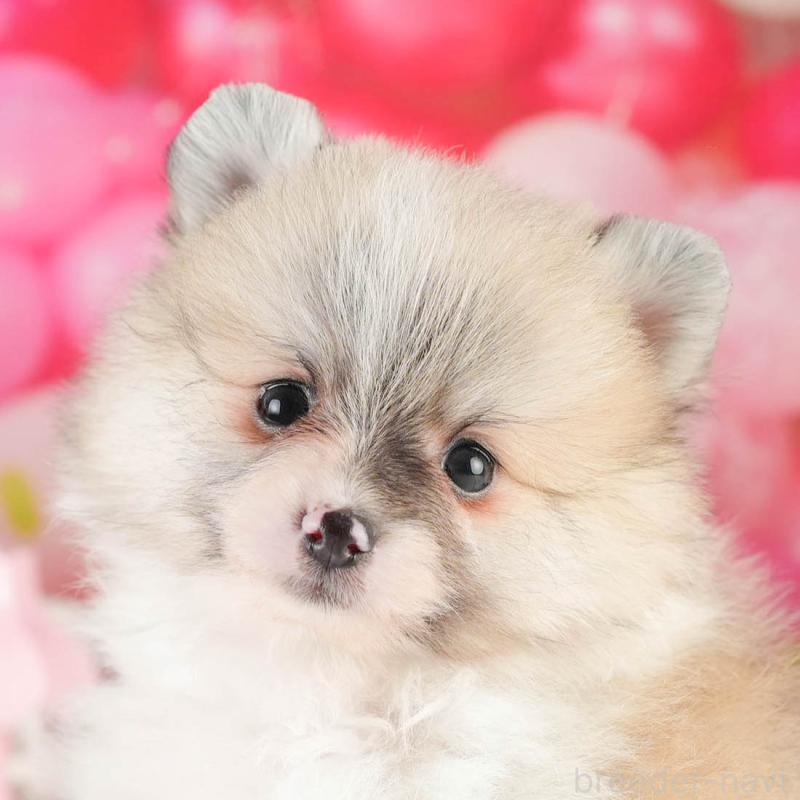 販売中の茨城県のポメラニアン-451141の8枚目