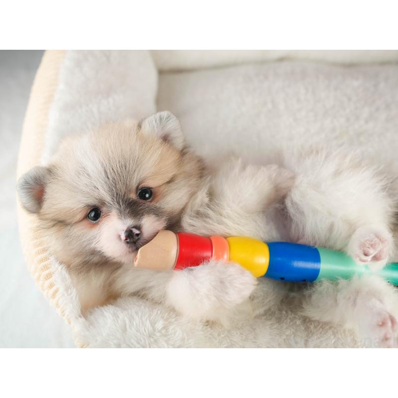 販売中の茨城県のポメラニアン-451141の7枚目