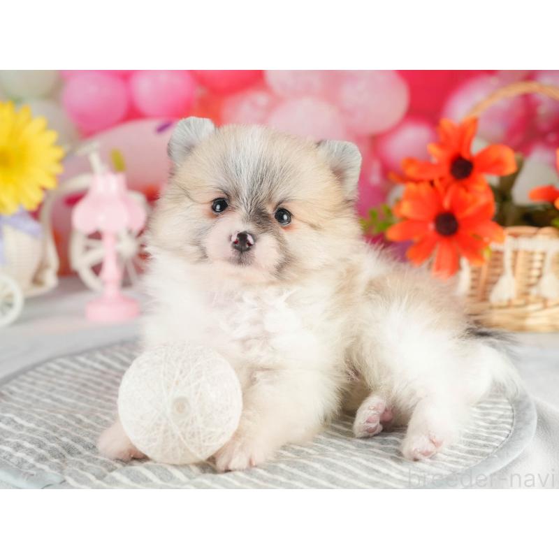 販売中の茨城県のポメラニアン-451141の6枚目