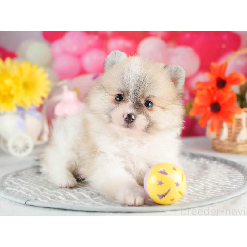 販売中の茨城県のポメラニアン-451141の5枚目