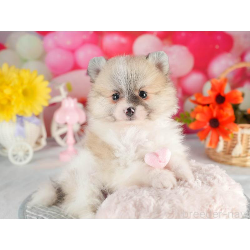 販売中の茨城県のポメラニアン-451141の4枚目