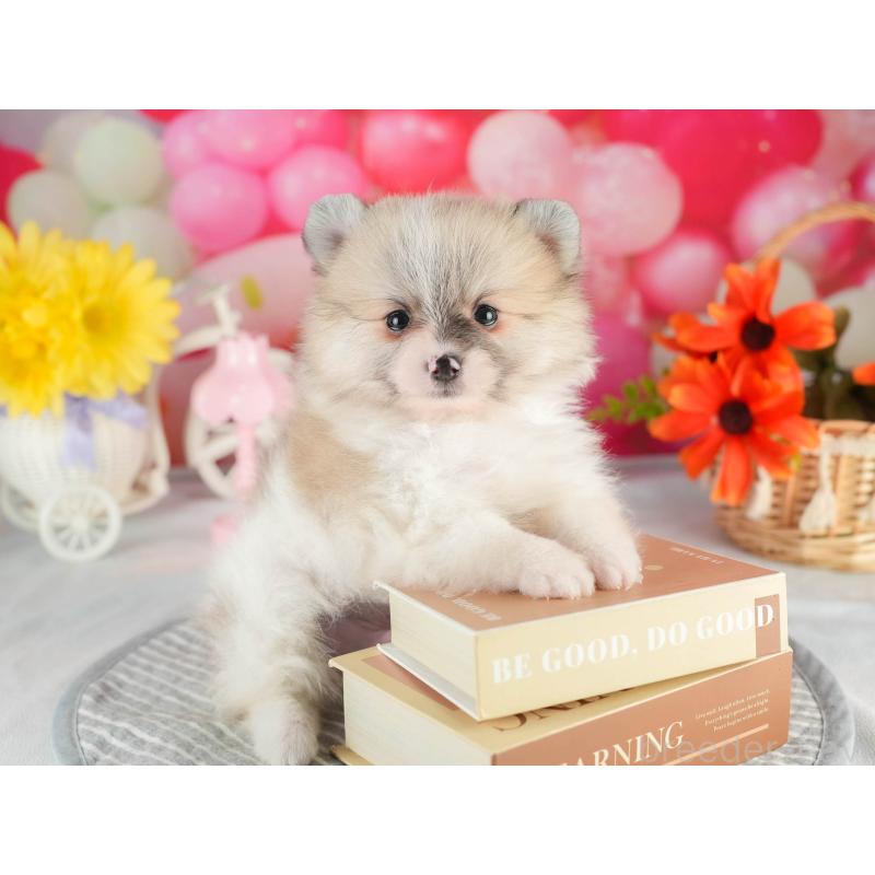 販売中の茨城県のポメラニアン-451141の3枚目