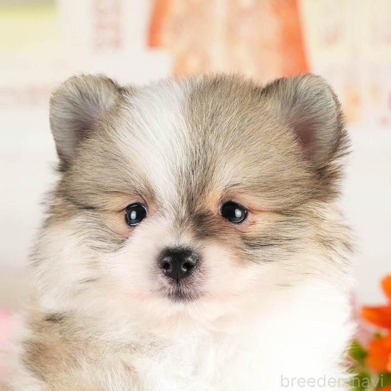 販売中の茨城県のポメラニアン-451138の8枚目