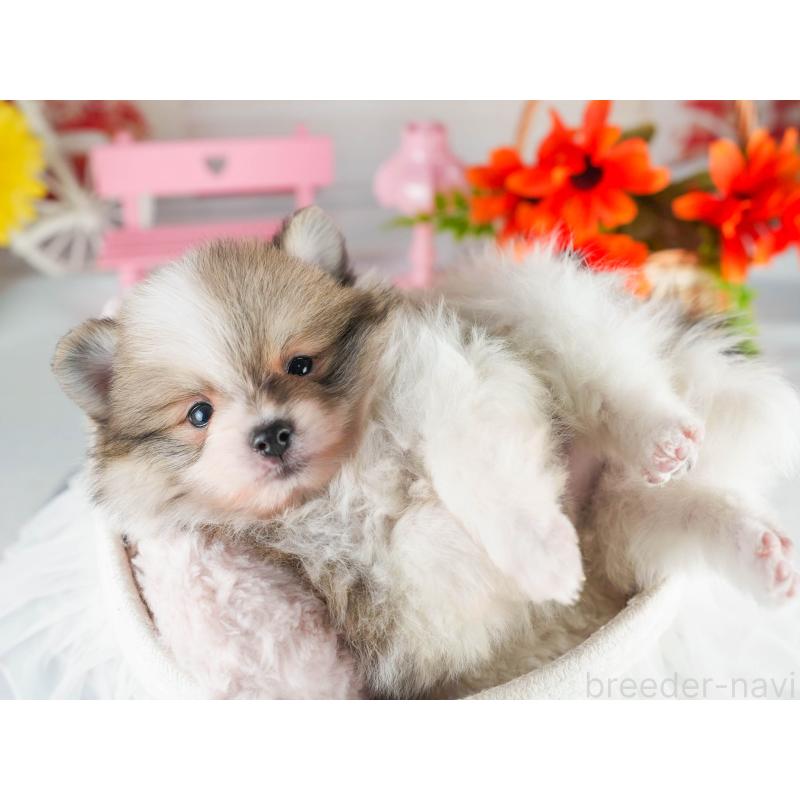 販売中の茨城県のポメラニアン-451138の7枚目