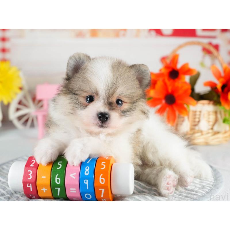 販売中の茨城県のポメラニアン-451138の6枚目