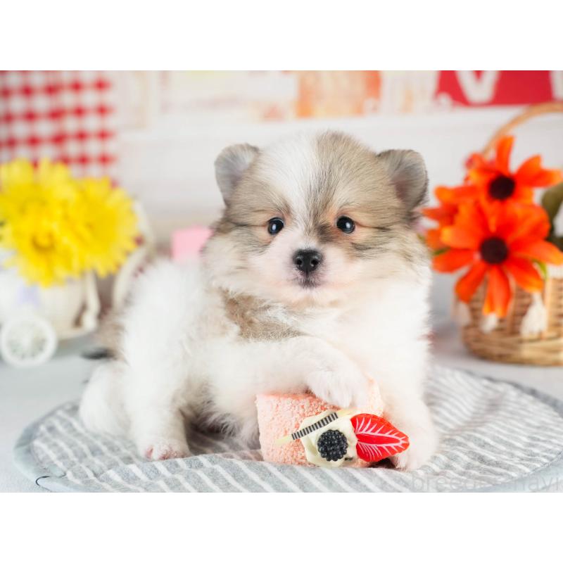 販売中の茨城県のポメラニアン-451138の5枚目