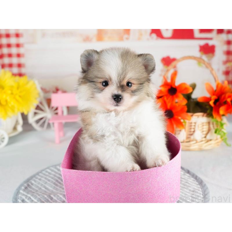 販売中の茨城県のポメラニアン-451138の4枚目