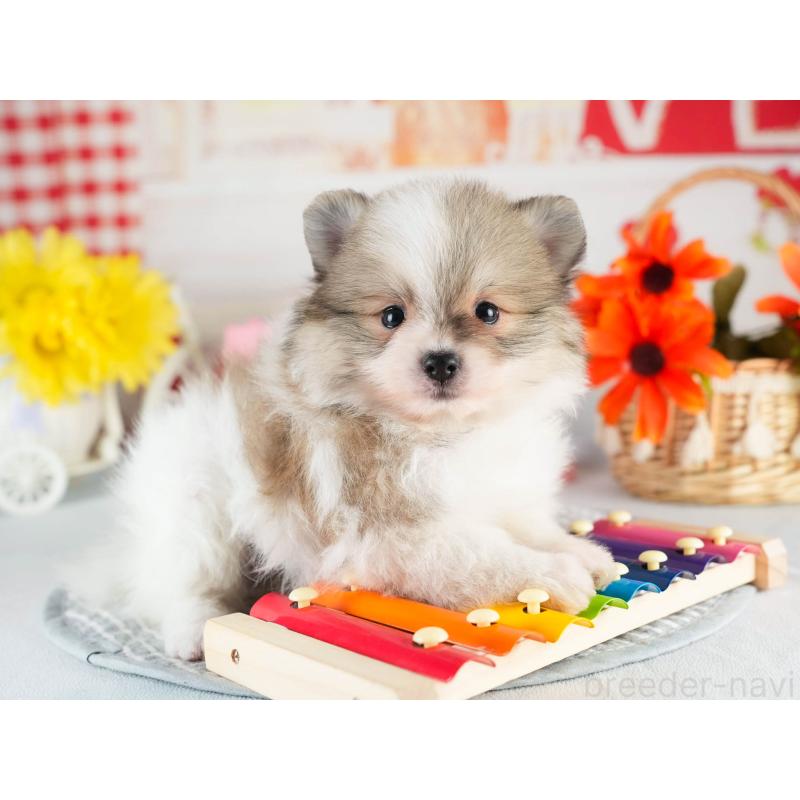 販売中の茨城県のポメラニアン-451138の3枚目