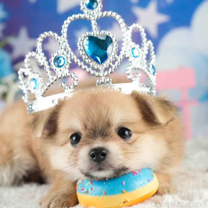 販売中の茨城県のポメチワ:ポメラニアン×チワワ-451133