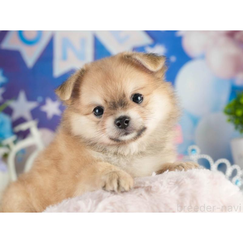販売中の茨城県のポメチワ:ポメラニアン×チワワ-451133の7枚目