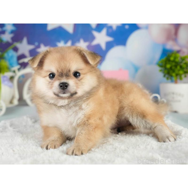 販売中の茨城県のポメチワ:ポメラニアン×チワワ-451133の6枚目