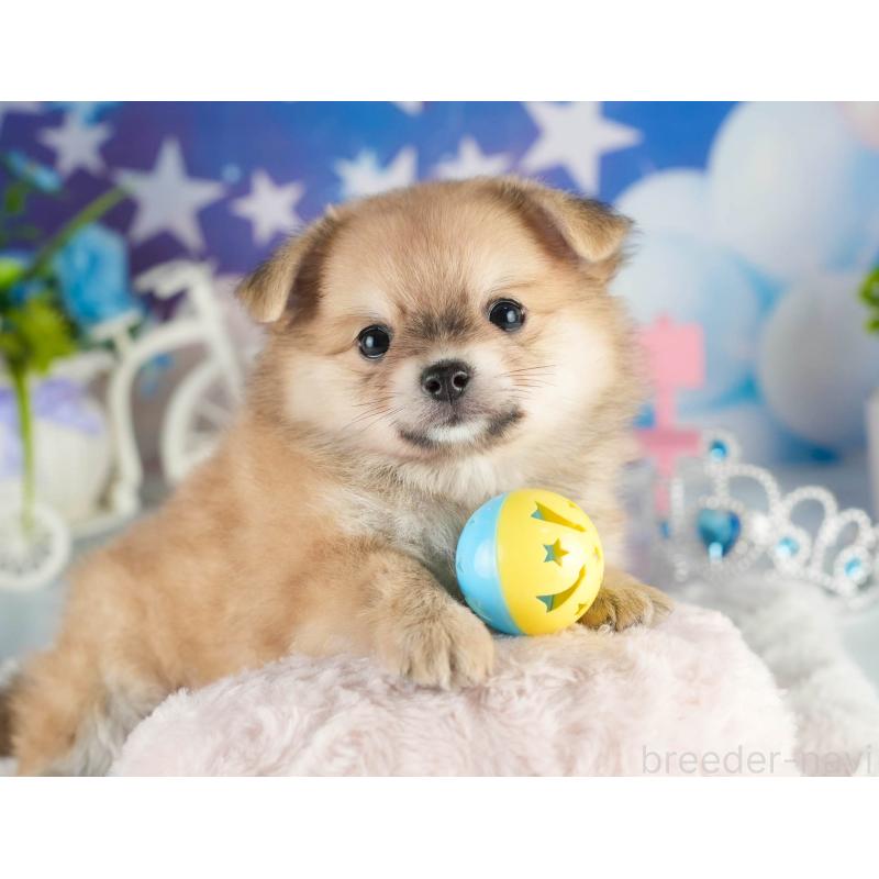 販売中の茨城県のポメチワ:ポメラニアン×チワワ-451133の5枚目