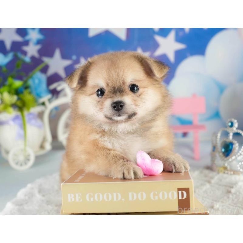 販売中の茨城県のポメチワ:ポメラニアン×チワワ-451133の4枚目