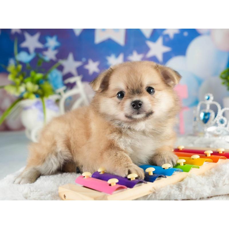 販売中の茨城県のポメチワ:ポメラニアン×チワワ-451133の3枚目