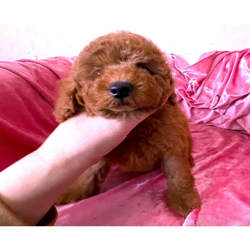 販売中の大阪府のトイプードル-450967